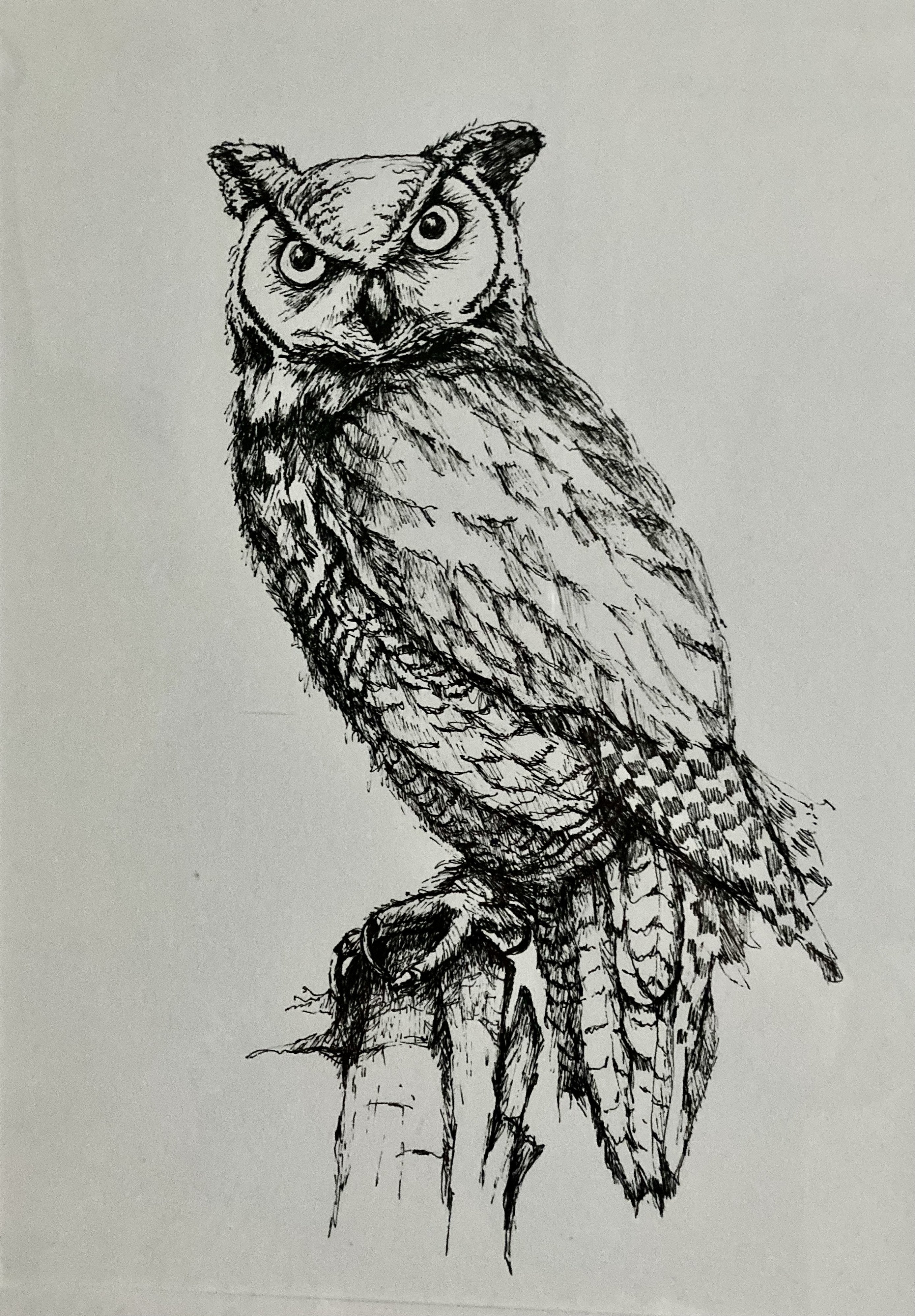 Pen and ink owl portrait commission